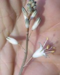 Aloe Albiflora