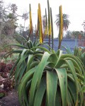 Aloe Alooides