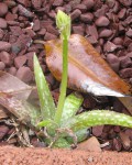 Aloe Amudatensis