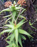 Aloe Andongensis