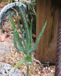 Aloe Antandroi