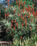 Aloe Arborescens