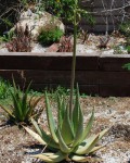 Aloe Armatissima