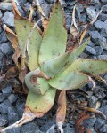 Aloe Asperifolia