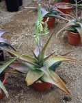 Aloe Austroarabica