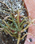 Aloe Bakeri