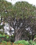 Aloe Barberae