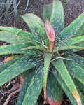 Aloe Barbertoniae