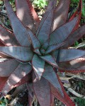 Aloe Betsileensis