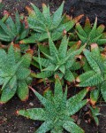 Aloe Branddraaiensis