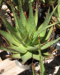 Aloe Broomii