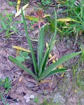 Aloe Buettneri