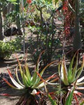 Aloe Bulbillifera