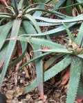 Aloe Burgersfortensis