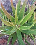 Aloe Bussei