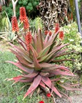 Aloe Cammeroni