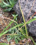 Aloe Cannellii