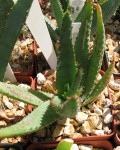 Aloe Capitata