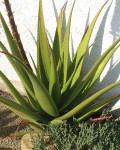 Aloe Castanea