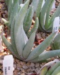 Aloe Chabaudii