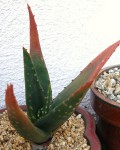 Aloe Chlorantha