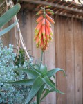 Aloe Ciliaris