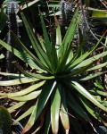 Aloe Cipolinicola