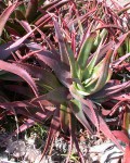 Aloe Classenii