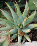 Aloe Claviflora