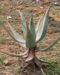 Aloe Comosa