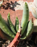 Aloe Comptonii