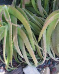 Aloe Confusa