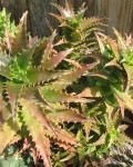 Aloe Congolensis