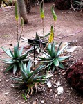 Aloe Conifera