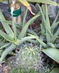 Aloe Cremnophila