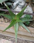 Aloe Cryptoflora