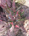 Aloe Cryptophylla