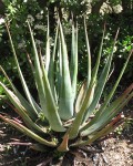 Aloe Cryptopoda