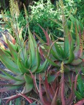 Aloe Dawei