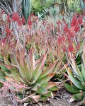 Aloe Debrana