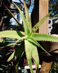 Aloe Decurva