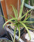 Aloe Delphinensis