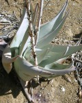 Aloe Dhufarensis