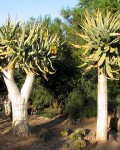 Aloe Dichotoma