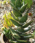 Aloe Distans