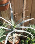 Aloe Divaricata