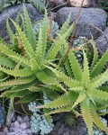 Aloe Dorotheae