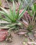 Aloe Dyeri