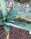 Aloe Elegans