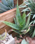 Aloe Elgonica